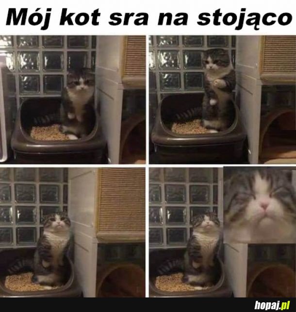 Dziwny koteł