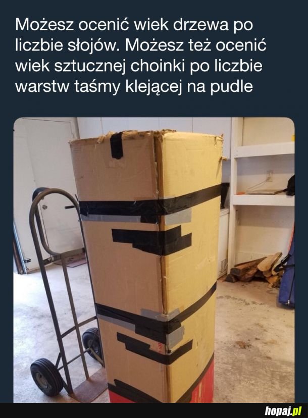 Choinka wraca do pudła