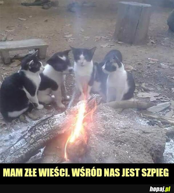 Spy