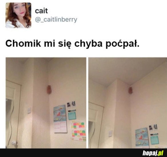 CO TEN CHOMIK