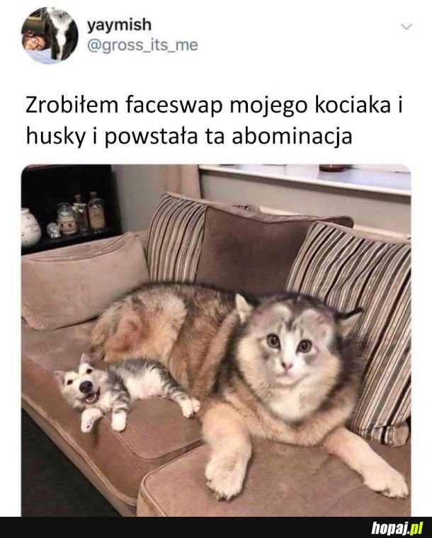 Najlepszy faceswap