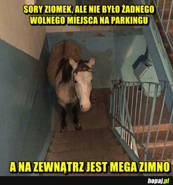 SORY ZIOMEK 