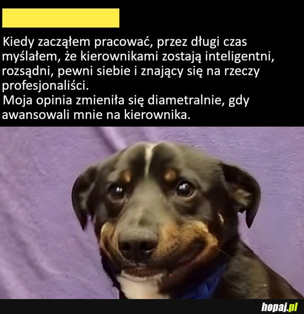 Kierownicy