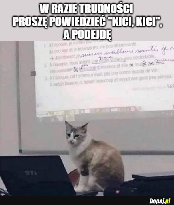Kici, kici!