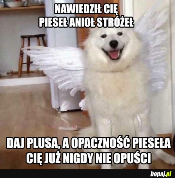 ANIOŁ PIESEŁ STRÓŻEŁ