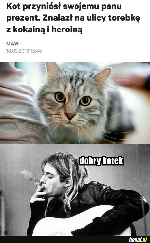 Zwierzak dla Kurta