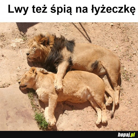 Lwy też tak lubią