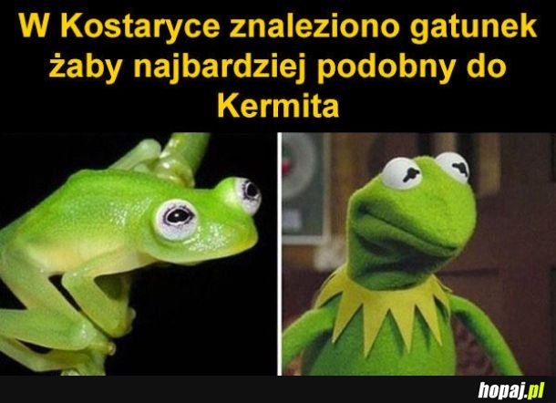 Kermit na żywo