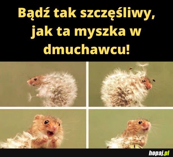 Myszka. 