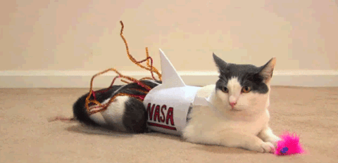 Kot NASA