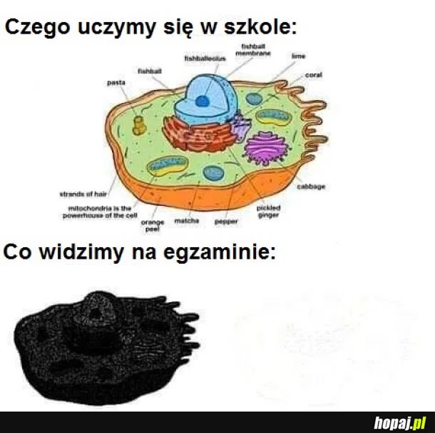 Pytanie na egzaminie: jak nazywamy niebieską część?