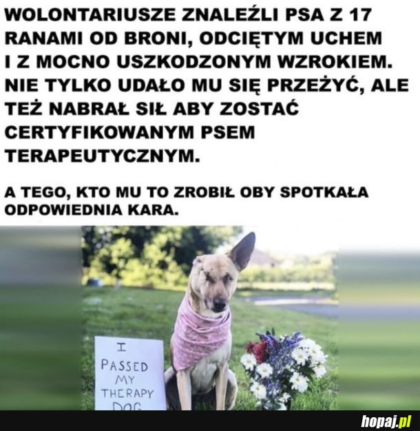 Dobry piesek