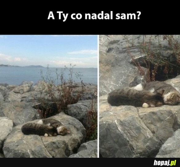 A TY CO