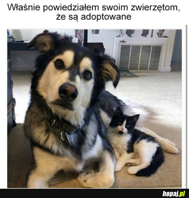 Własnie się dowiedziały