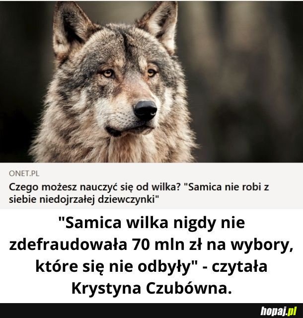 Wilkeł