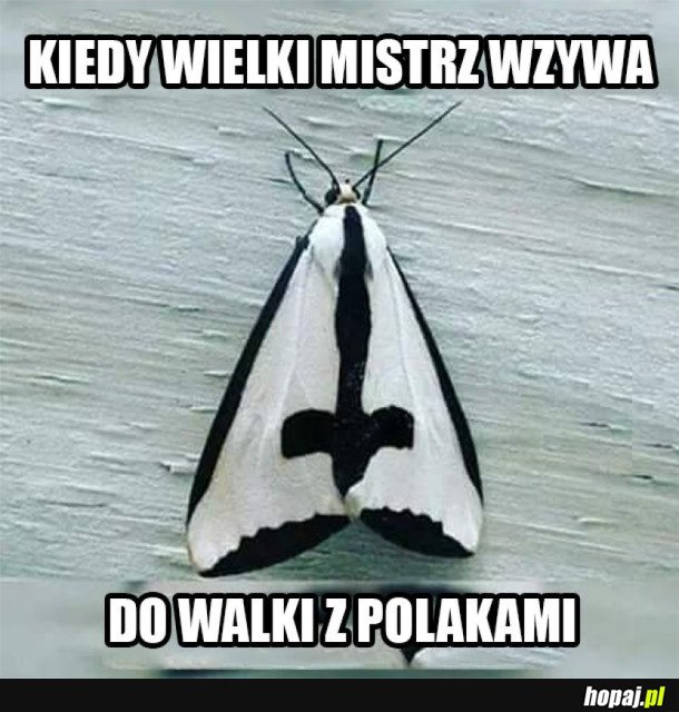 WIELKI MISTRZ WZYWA