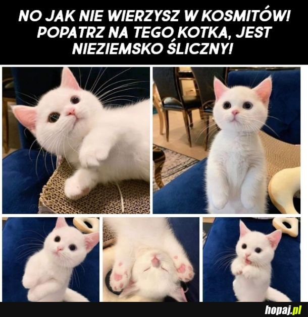 Śliczny kotek