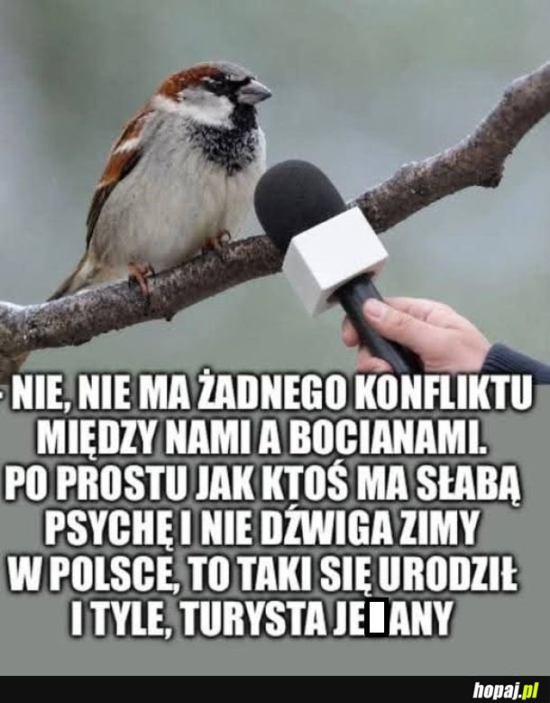Bociany...
