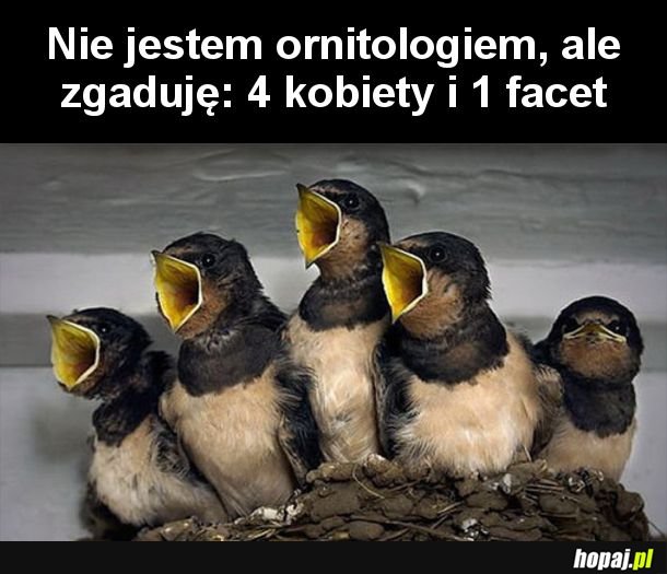 Zgaduję