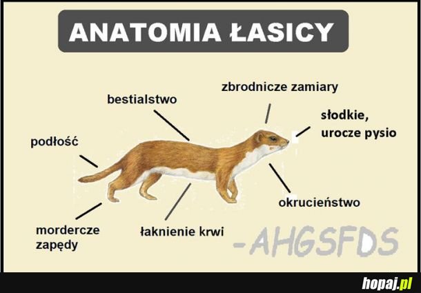 Anatomia Łasicy