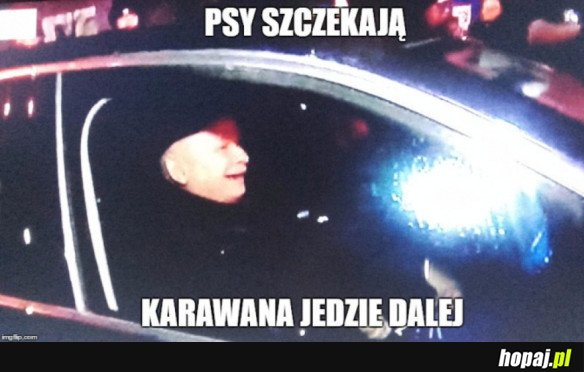 PSY SZCZEKAJĄ