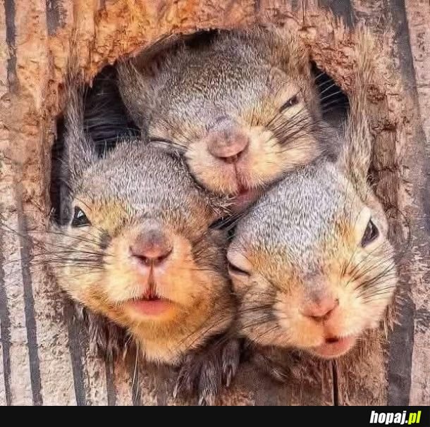 Słodziaki, które zrobią Ci dzień.