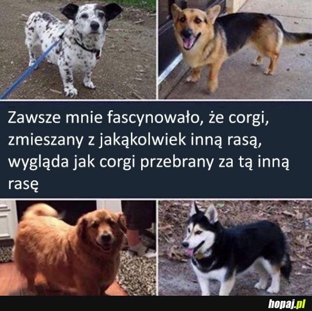 Corgi w przebraniu