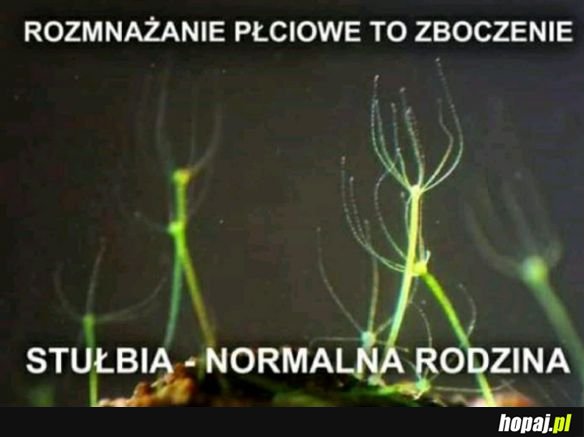 Normalna rodzina