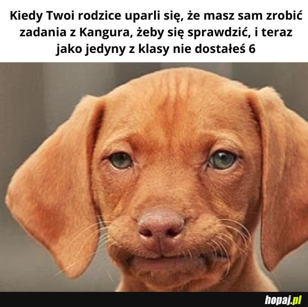 Warto być uczciwym. Może nie w tym kraju, ale gdzieś pewnie warto.