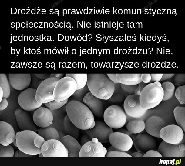 Drożdże