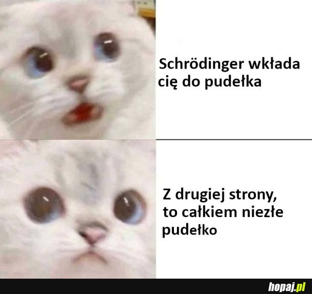 Kot Schrödinger