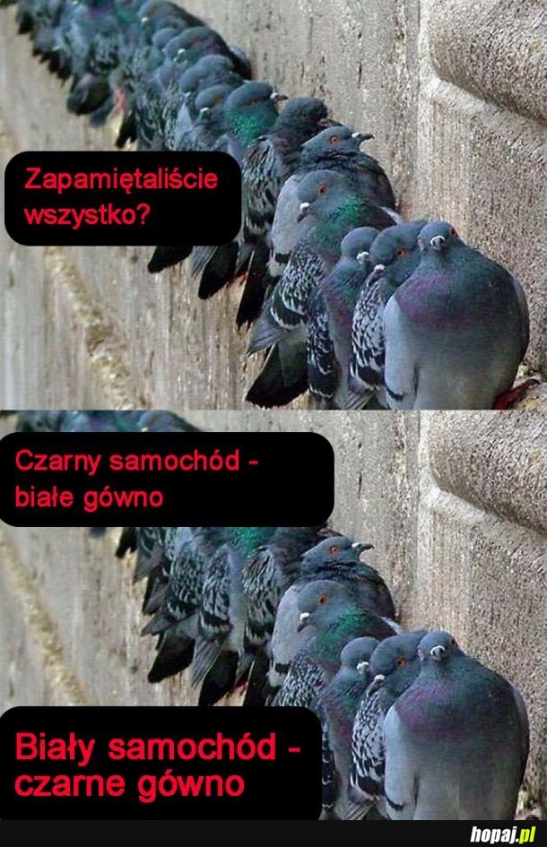 Zmowa gołębi