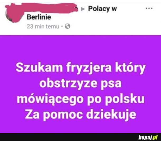 Polski pies