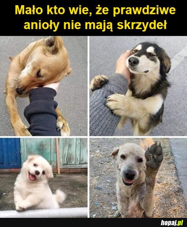 Anioły