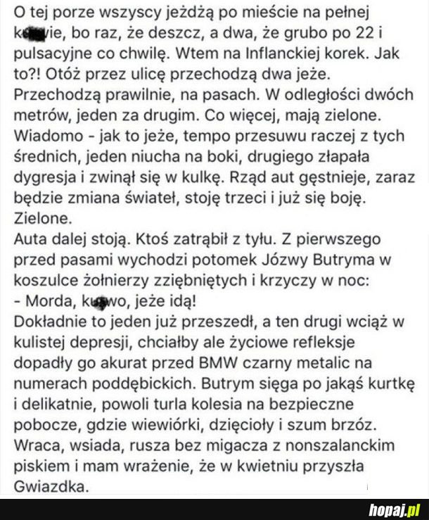 Jeże!