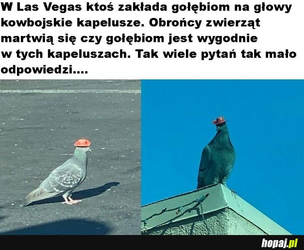 Gołębie