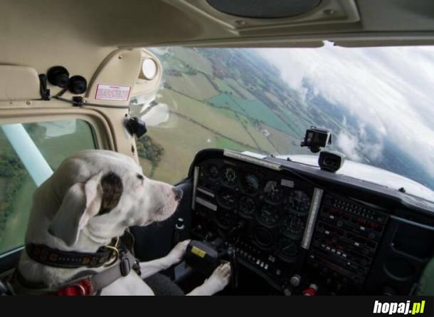 Pies przewodnik niewidomego pilota