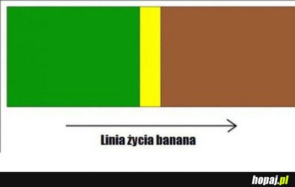 LINIA ŻYCIA BANANA