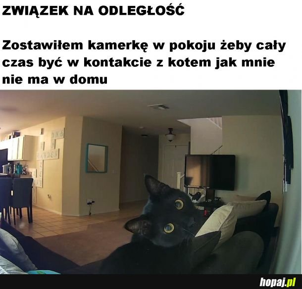 Kontakt z kotem