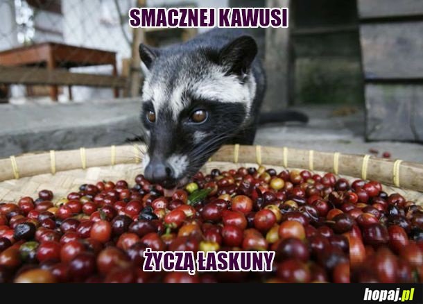 Takie zwierzątka