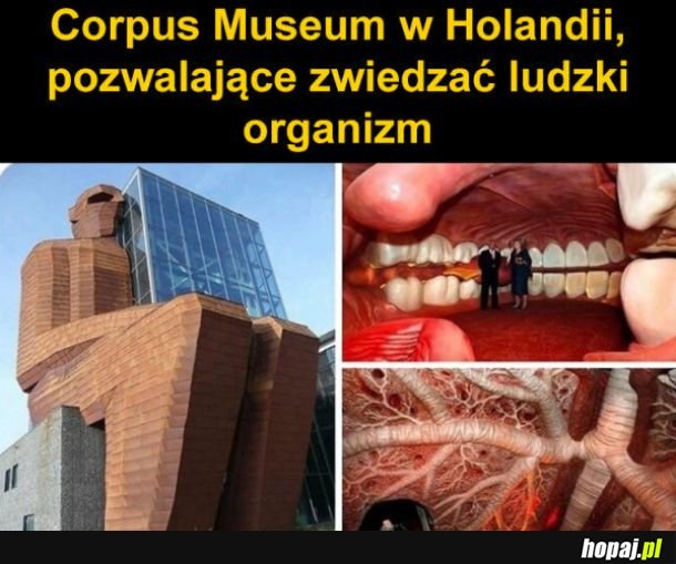 Ciekawe Muzeum w Holandii