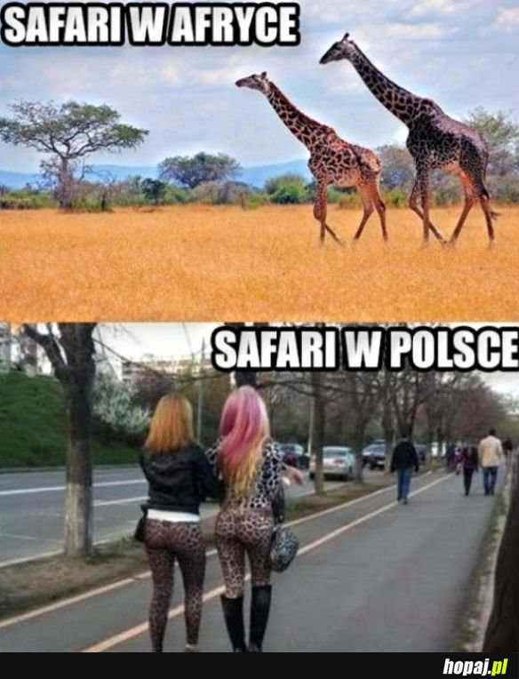 Safari