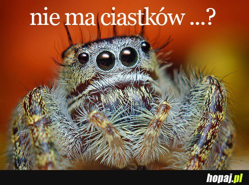 nie ma ciastków?