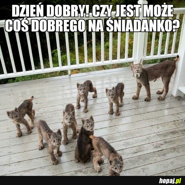  Bo wszystkie ryśki to fajne chłopy... i dziewczyny