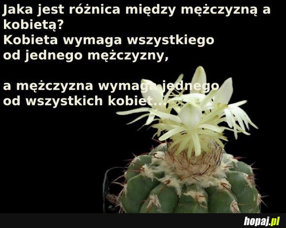 Jaka jest różnica między mężczyzną, a kobietą?