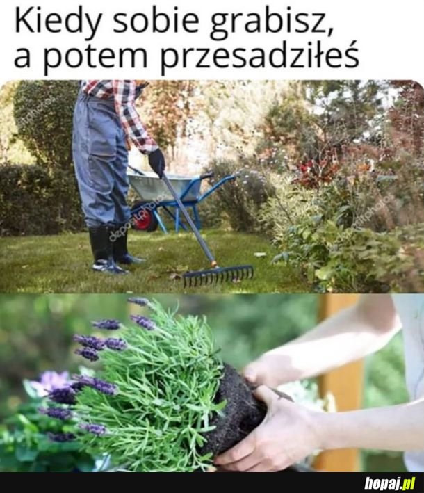 Sucharek ogrodniczy