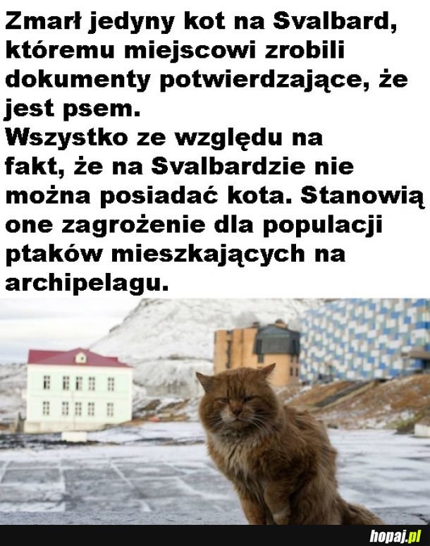 Żegnaj kotopiesku