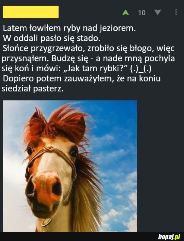 Gadający koń