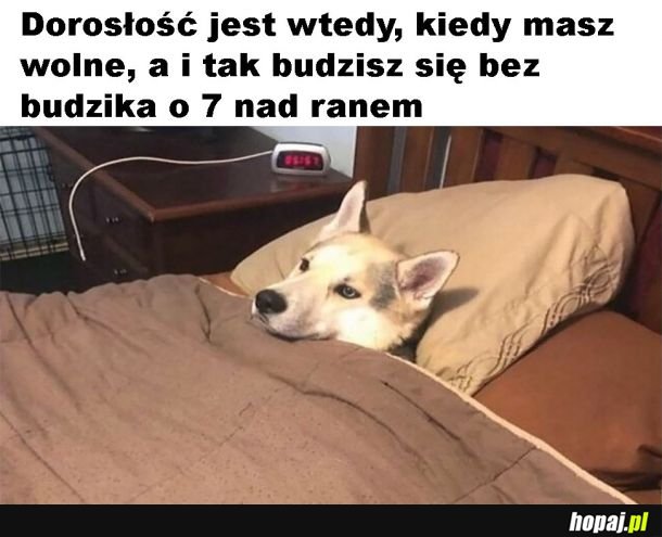 Dorosłość