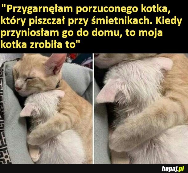 Jakie to kochane